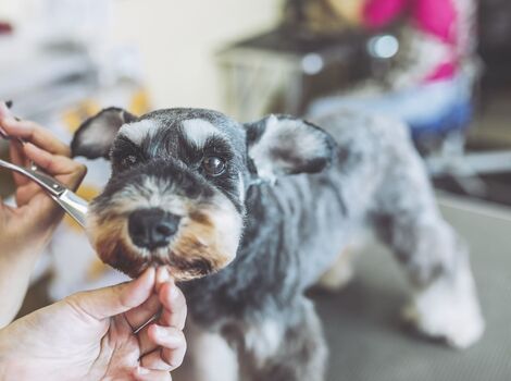 ペットサロン26