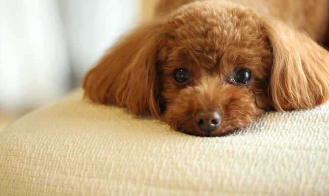 ペットショップ10 (1)