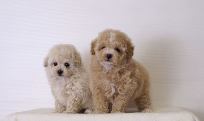 AdobeStock_255726488