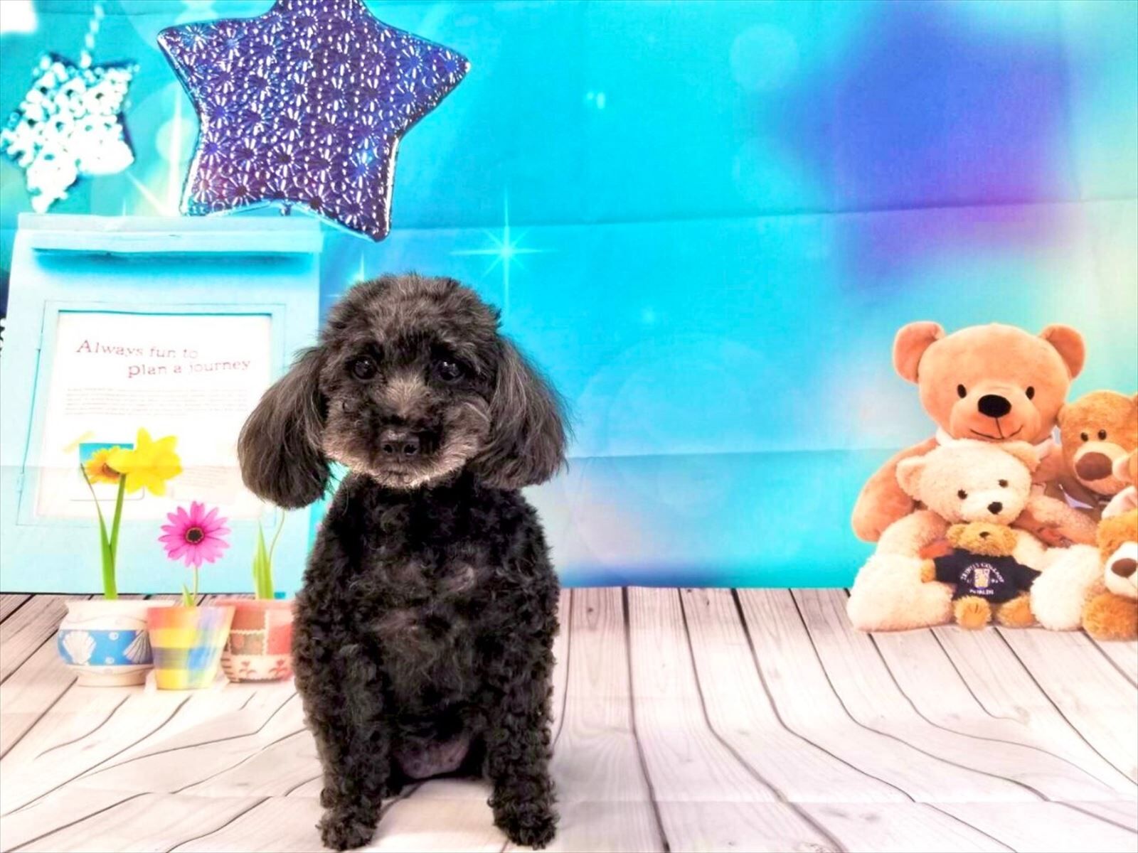 ノワ　熊背景④_R