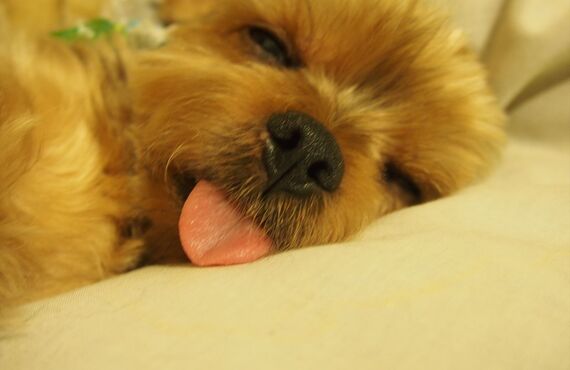 市川エリアもご利用いただけるペットホテル。トリミングサロンFortuna