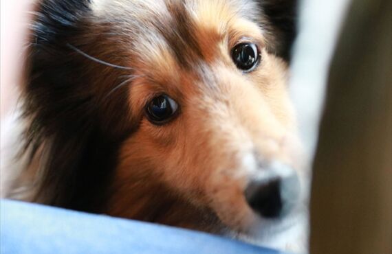 求人募集！店長候補求む！江戸川区小岩にあるトリミングサロンのFortunaです。